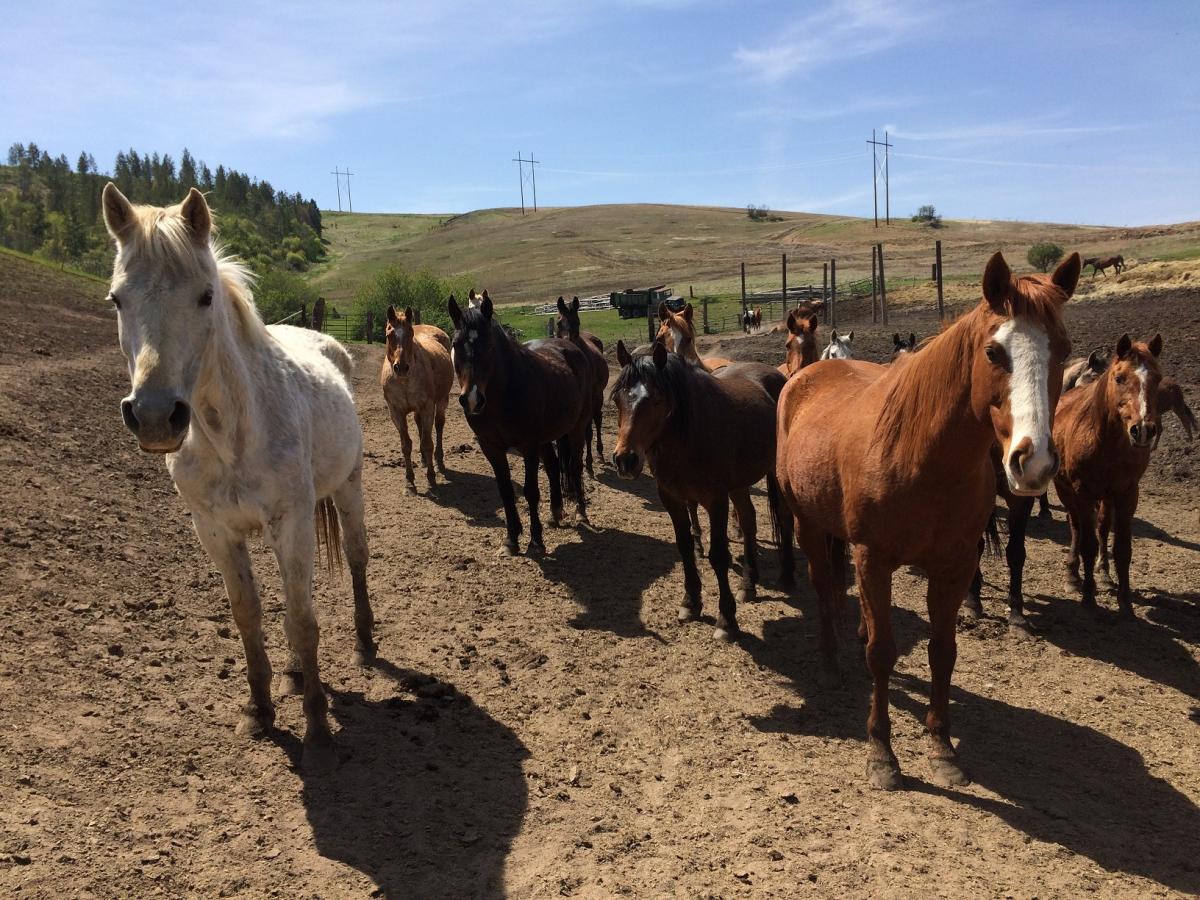 Horse Rescue volunteering abroad!